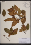 000189534-thumbnail.jpg