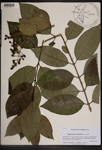 000189547-thumbnail.jpg