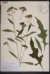 000189548-thumbnail.jpg