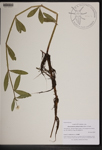 000189554-thumbnail.jpg