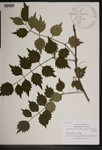 000189556-thumbnail.jpg