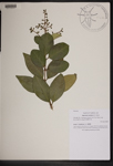 000189557-thumbnail.jpg