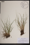 Carex