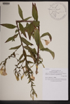 000189591-thumbnail.jpg