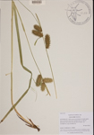 000189683-thumbnail.jpg