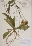 000189684-thumbnail.jpg