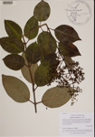 000189687-thumbnail.jpg