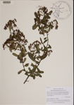 000189688-thumbnail.jpg