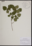 000189791-thumbnail.jpg