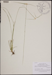 Rhynchospora