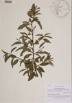000189831-thumbnail.jpg