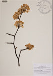 000189846-thumbnail.jpg