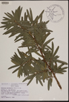 000189937-thumbnail.jpg