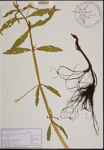 Alternanthera