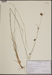 Rhynchospora