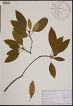 000189969-thumbnail.jpg