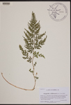 Selaginella