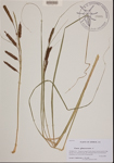 Carex