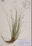 Carex