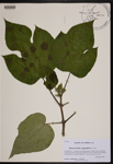 000190183-thumbnail.jpg