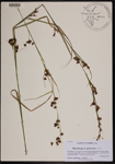 Rhynchospora