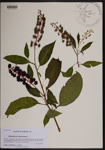 000190259-thumbnail.jpg