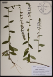 000190322-thumbnail.jpg