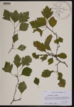 000190343-thumbnail.jpg