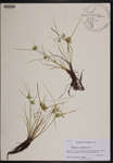 Cyperus