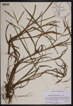Paspalum