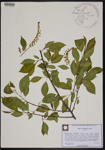 000190599-thumbnail.jpg