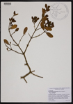 000190642-thumbnail.jpg