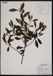 000190660-thumbnail.jpg