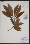 000190663-thumbnail.jpg