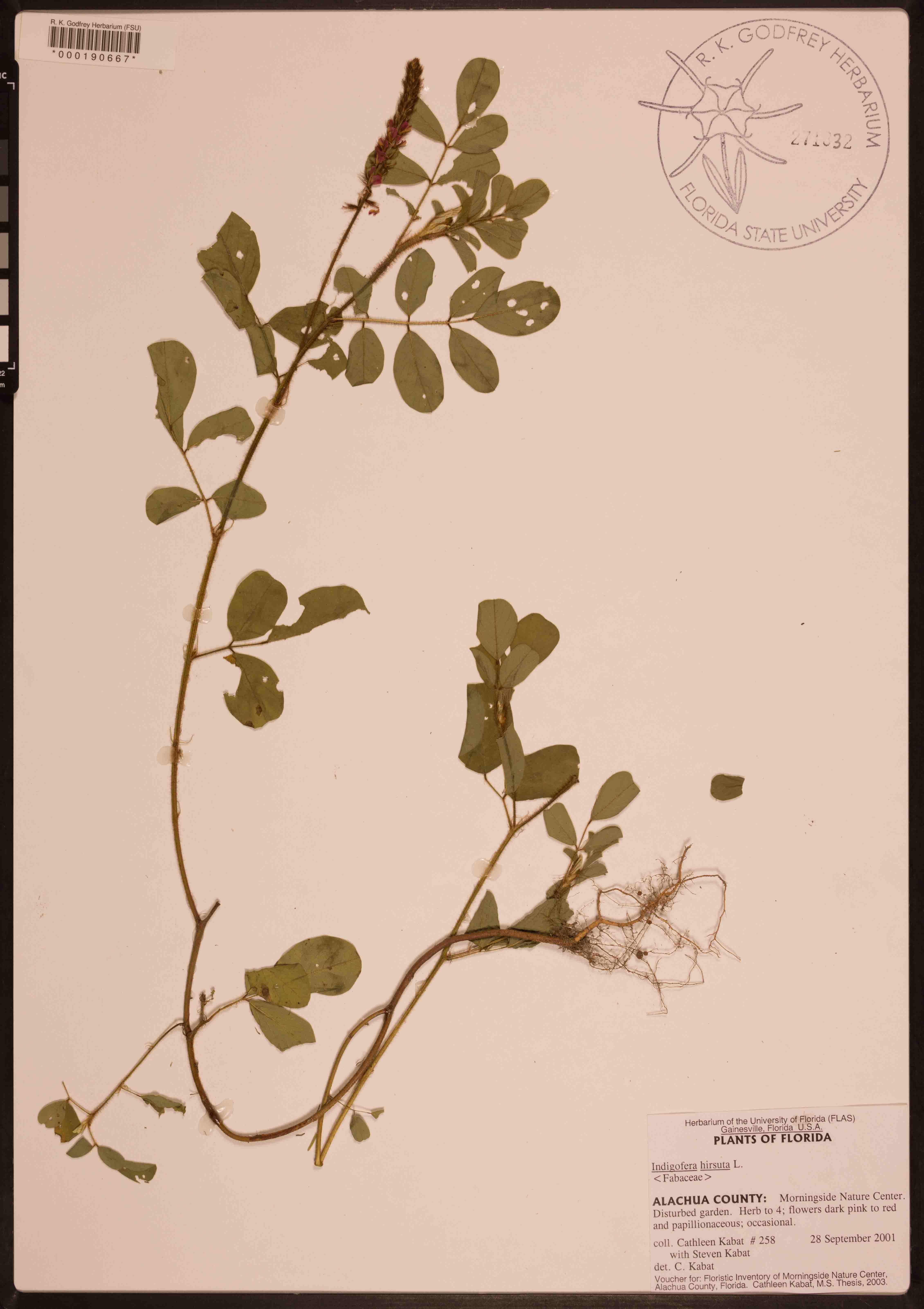 000190667-thumbnail.jpg