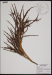 Serenoa