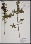 000190761-thumbnail.jpg
