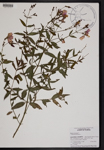 000190787-thumbnail.jpg