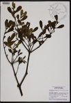 000190830-thumbnail.jpg