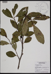 000190834-thumbnail.jpg