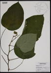 000190865-thumbnail.jpg