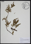 000190896-thumbnail.jpg