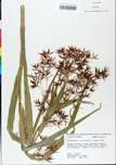 TTRS_000000643-thumbnail.jpg