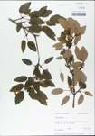 TTRS_000002969-thumbnail.jpg