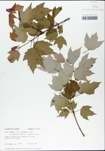 TTRS_000002973-thumbnail.jpg