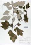 TTRS_000002974-thumbnail.jpg