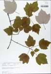 TTRS_000002976-thumbnail.jpg