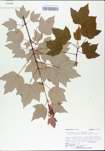 TTRS_000002981-thumbnail.jpg