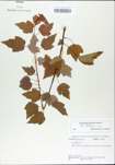 TTRS_000002983-thumbnail.jpg