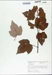 TTRS_000002984-thumbnail.jpg